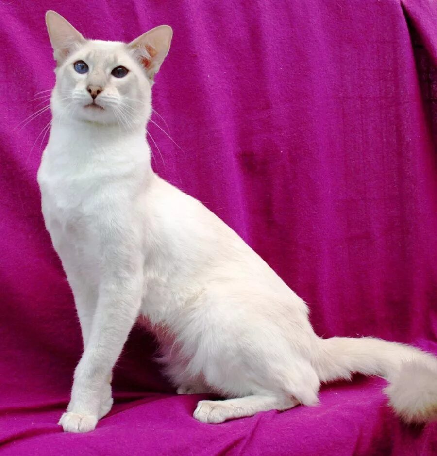 Длинный кот порода. Яванез яванская кошка. Ориентальная Балинезийская кошка. Яванез (яванская). Ориентальная длинношерстная (Яванез).