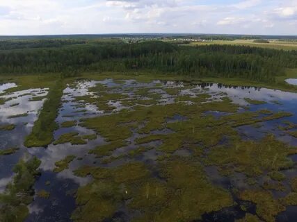Болота распространены