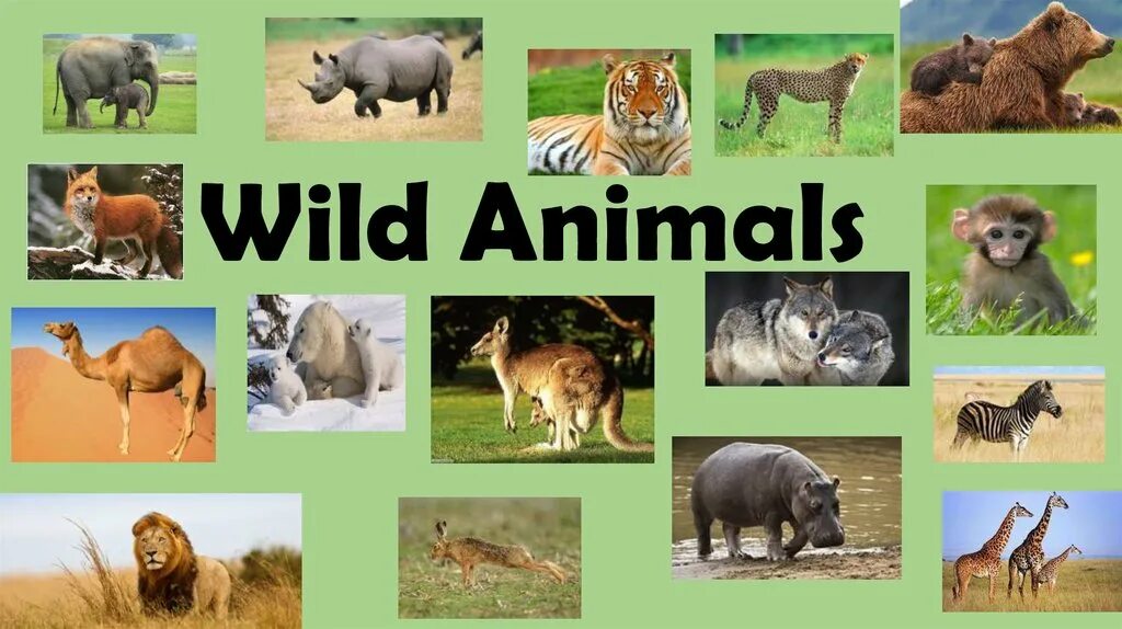 Wild animals тема