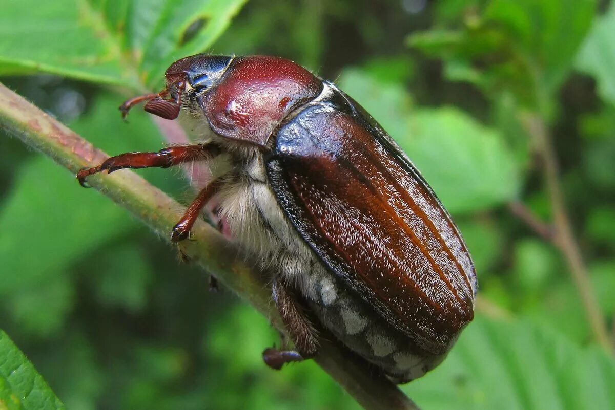 May bug
