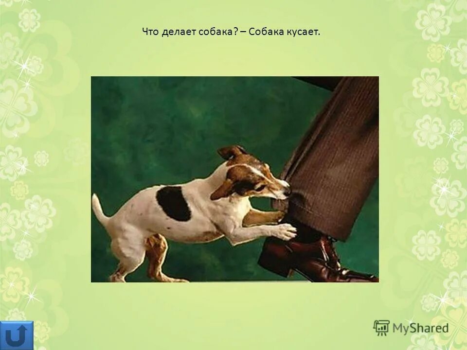 что делает собака. лабрадор марли и я. собака глаголы. щенок ест. лабрадор марли и я.