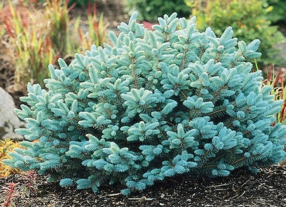 Ель колючая blue. Ель колючая (Picea pungens glauca globosa). Ель колючая Глаука (р9). Ель Глаука Перфекта. Ель голубая Глобоза.