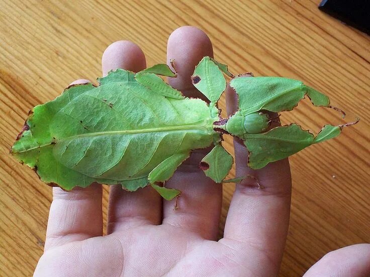 File:Phyllium jacobsoni pair  Wikipedia