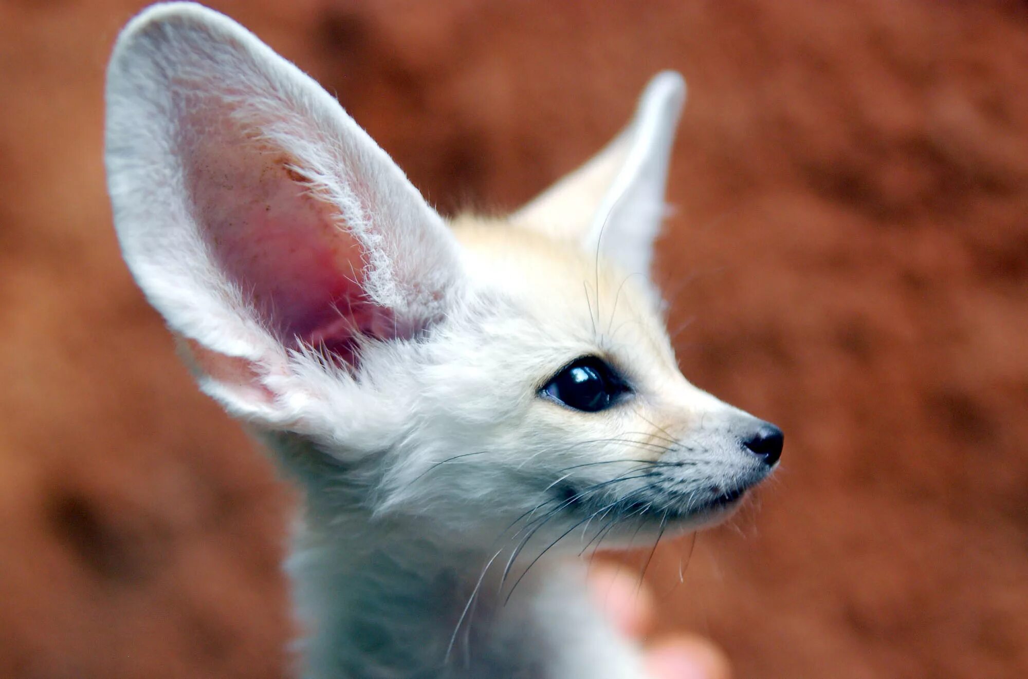 Fennec fox