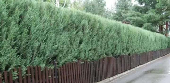 Juniperus scopilirum - Можжевельник скальный / Российское общество селекции и ин