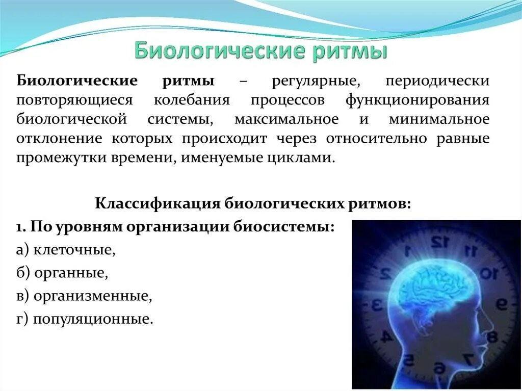 Период активности когда уровень физиологических функций высок. Биологические ритмы. Регуляция циркадных ритмов. Биоритмы человека. Виды биоритмов человека.