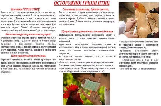 Памятка для населения по профилактике гриппа птиц. Болезни птиц грипп птиц. Памятка по птичьему гриппу для населения. Памятка грипп птиц. Грипп птиц памятка для населения.