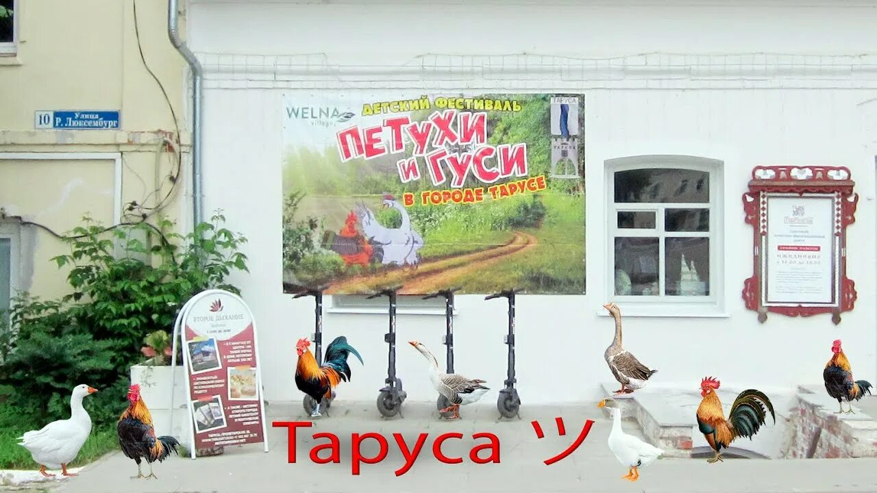 Таруса петухи гуси. Петухи и гуси таруса 2025. таруса сцена петухи и гуси. петухи и гуси в городе тарусе 2025. петушиный фестиваль.