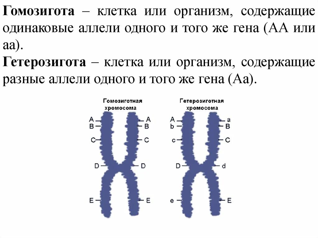 Аллели генов. Гетерозиготные хромосомы. Гомозигота. Гомозиготные пример.