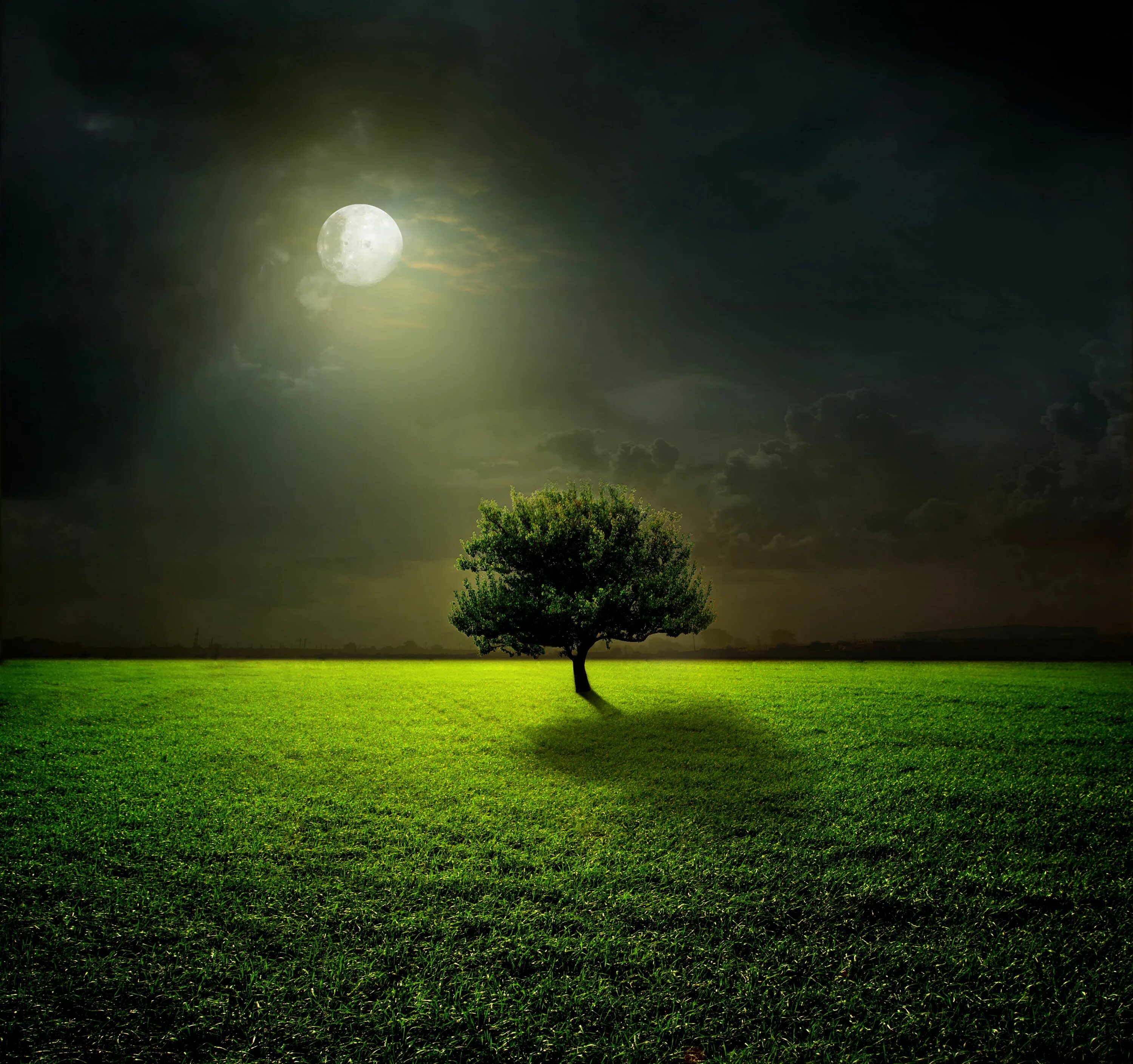 Дерево освещенное луной. Одинокое дерево. Природа. Красивое дерева ночью. Пейзаж.