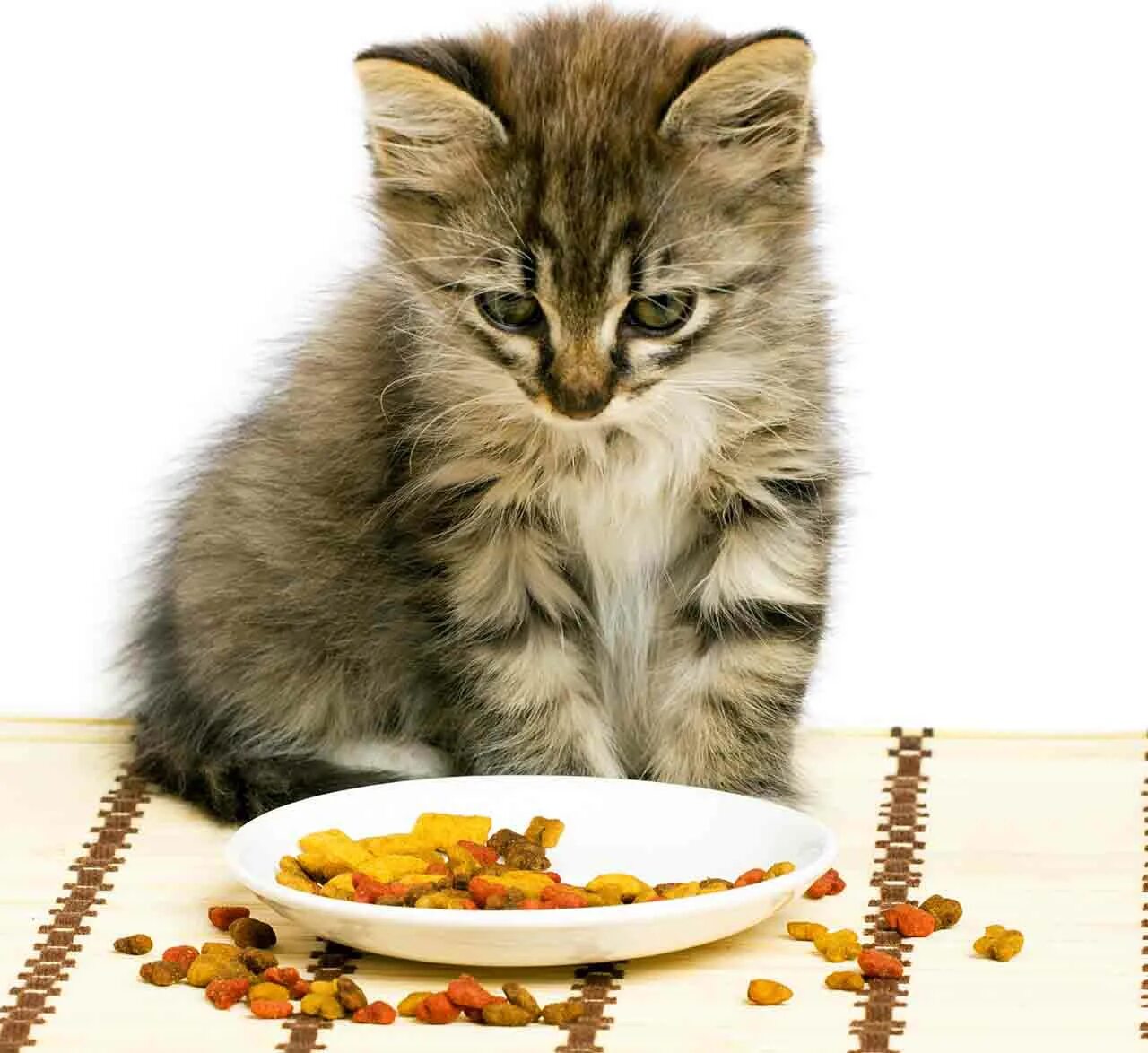 Кот отказывается от еды. Кошка ест. котик кушает. голодный котенок. корм для кошек.
