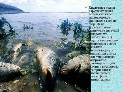 Acid rain the fish and plant species