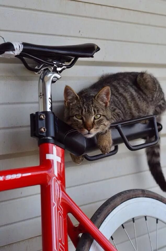 Cat bike. Кошачий велосипед. Кот на велосипеде. Кот на велосипе. Кошечка на велосипеде.