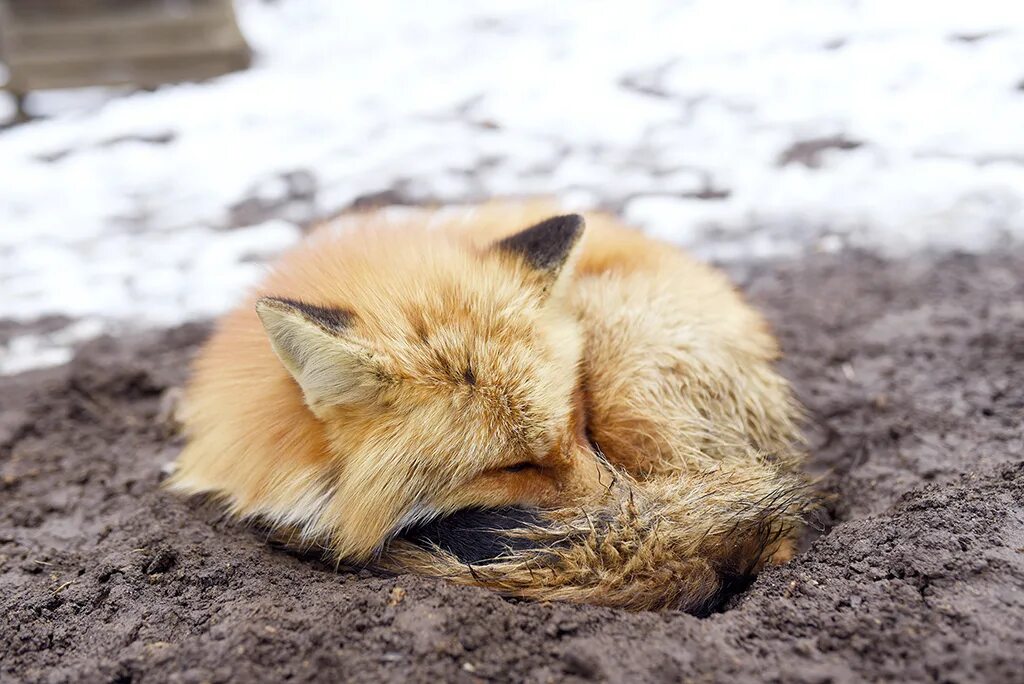 Спящие лисы. Сонная лиса.