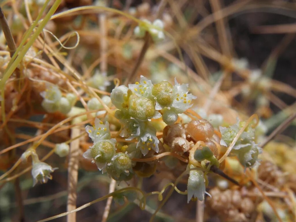 Повилика (Cuscuta). Повилика Полевая. Повилика растение паразит. Повилика Полевая сорняк.