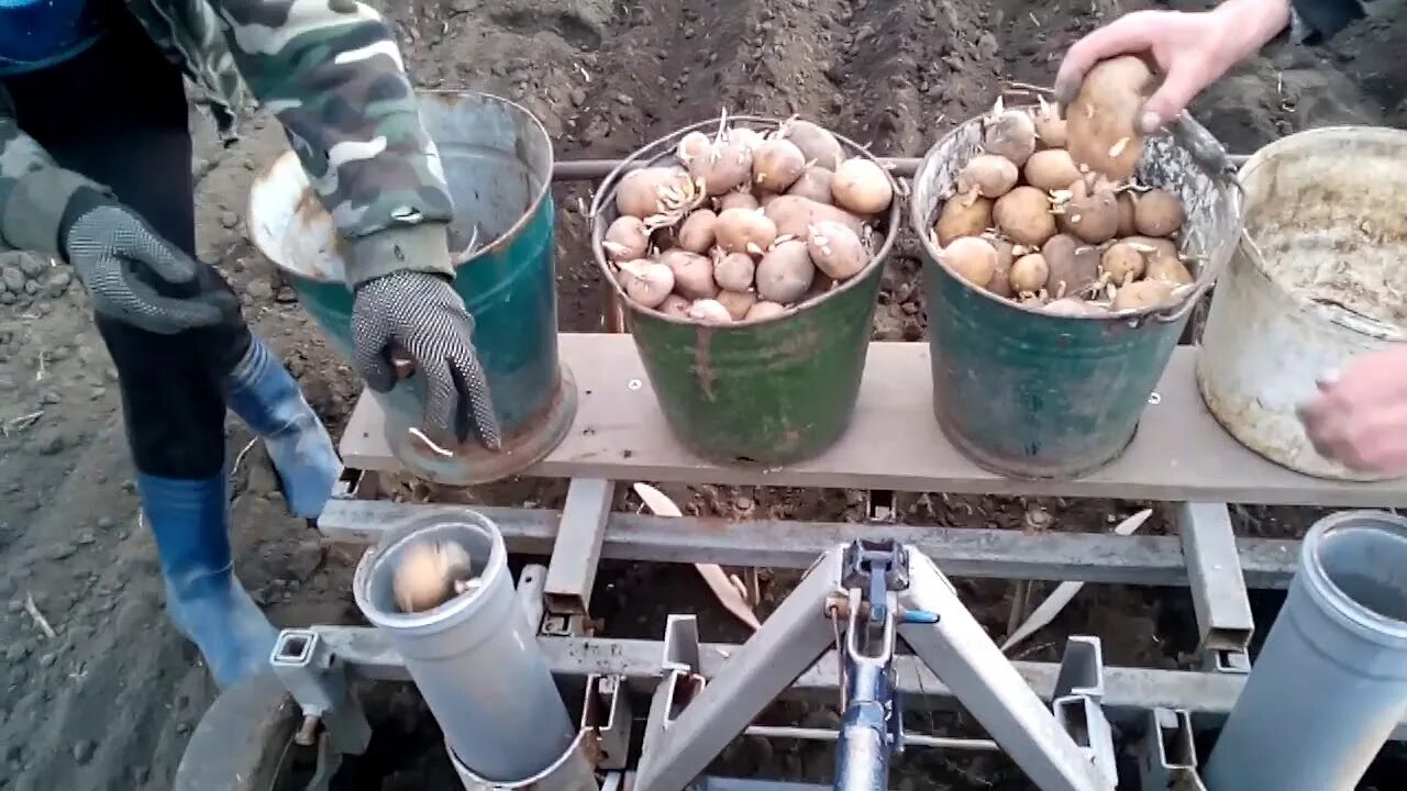 Как готовить картошку к посадке