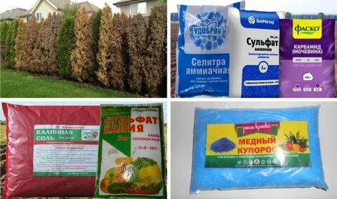 Туя удобрение какое