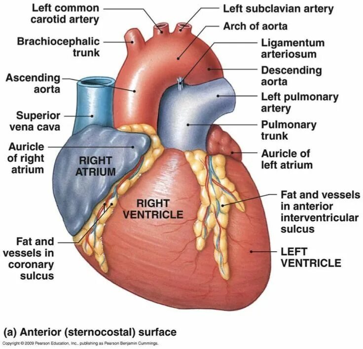 Heart s in the right place