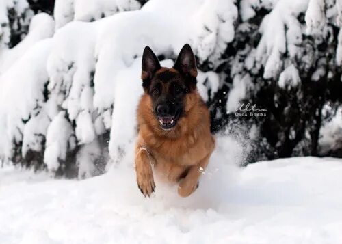 Немецкая овчарка зимой на улице. Немецкая овчарка в зимнем лесу. Немецкая овчарка в снегу. Немецкая овчарка зкс зима. Немецкая овчарка зимой новый год.