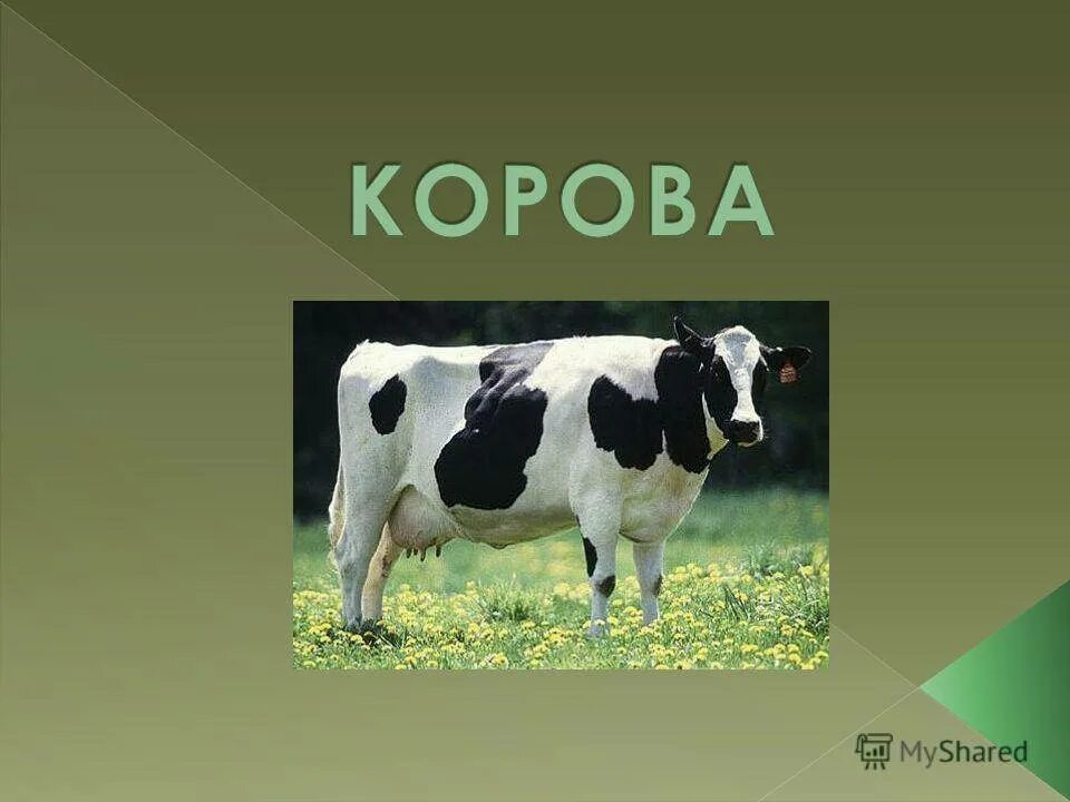 Корова урок 5 класс. Сообщение о корове. Корова для презентации. Домашние животные корова. Домашнее животное корова доклад.