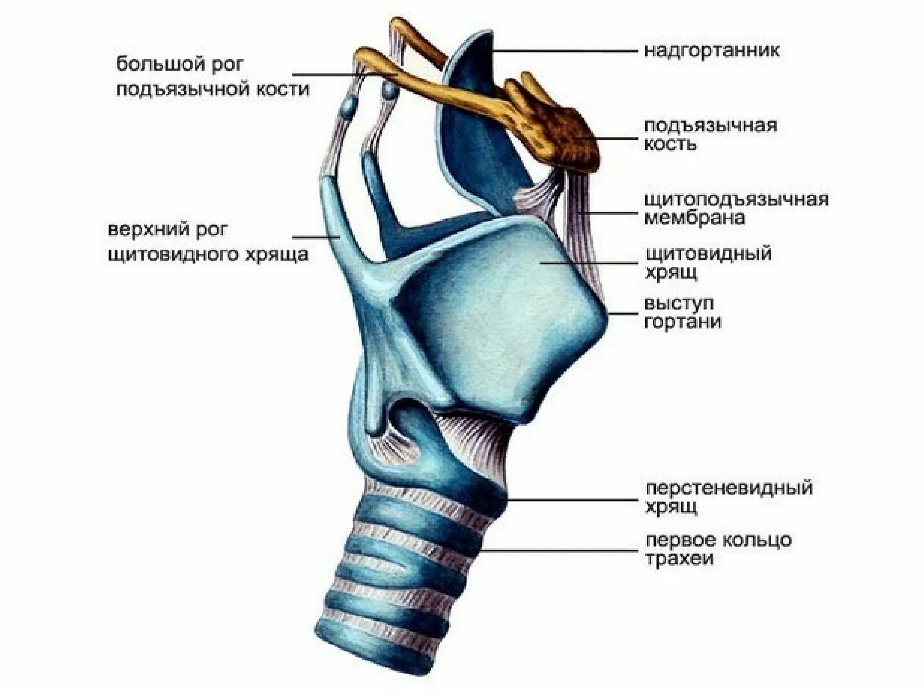 Надгортанный хрящ функции. Гортань строение анатомия хрящи. строение щитовидного хряща гортани. хрящи гортани анатомия человека. перстневидный хрящ анатомия гортани.