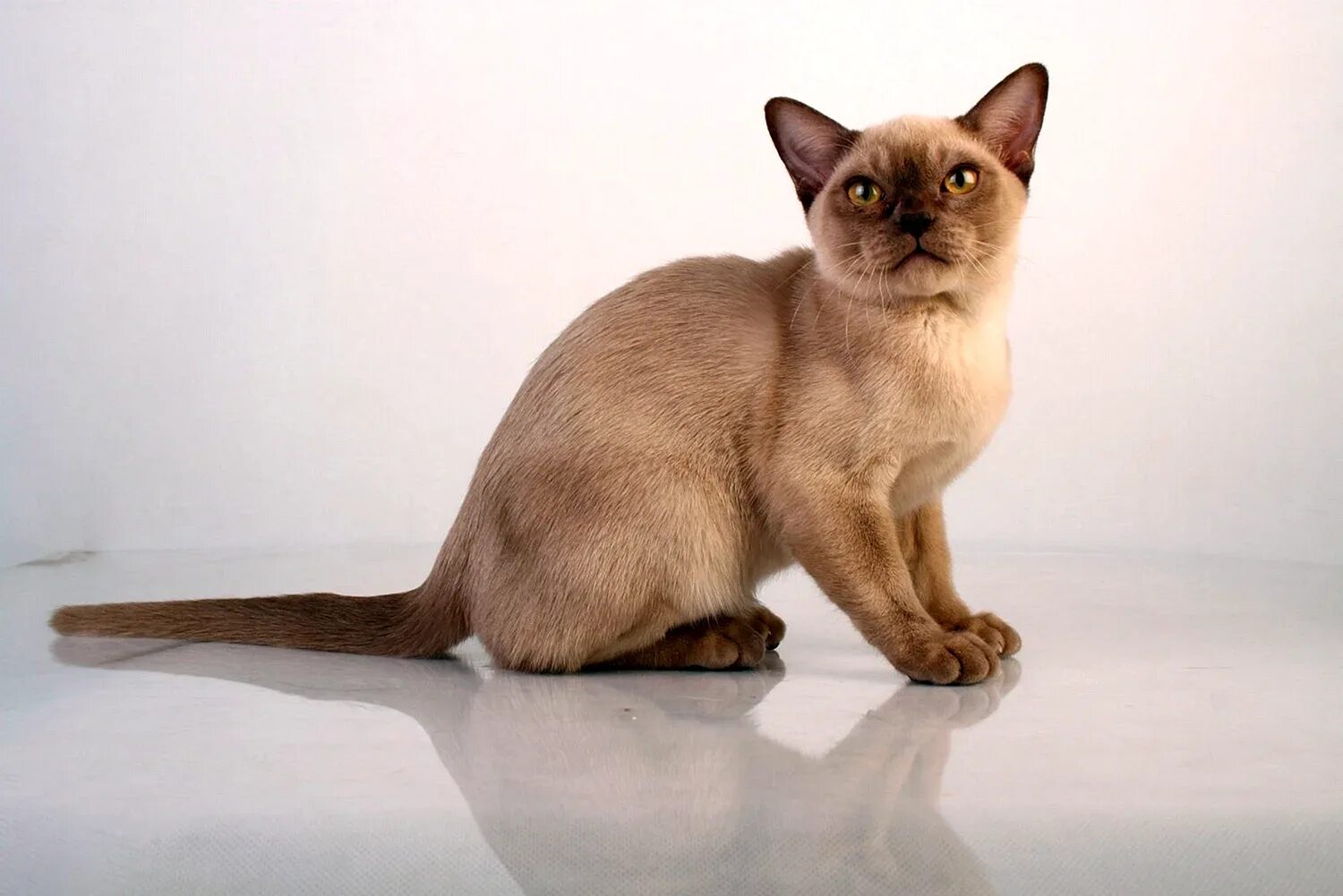 Как выглядит бурманский кот Мечта, которая однажды сбылась!
