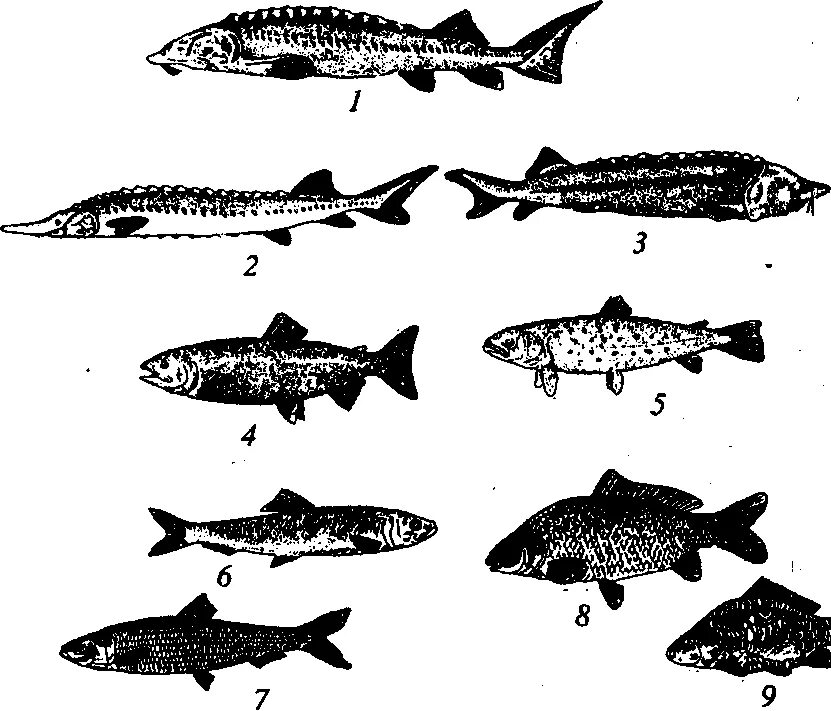 Осетровые и лососевые рыбы. Рыба семейства осетровых. Семейство осетровых и лососевых рыб. Плавник рыбы осетровые. Промысловая рыба семейства лососевых.
