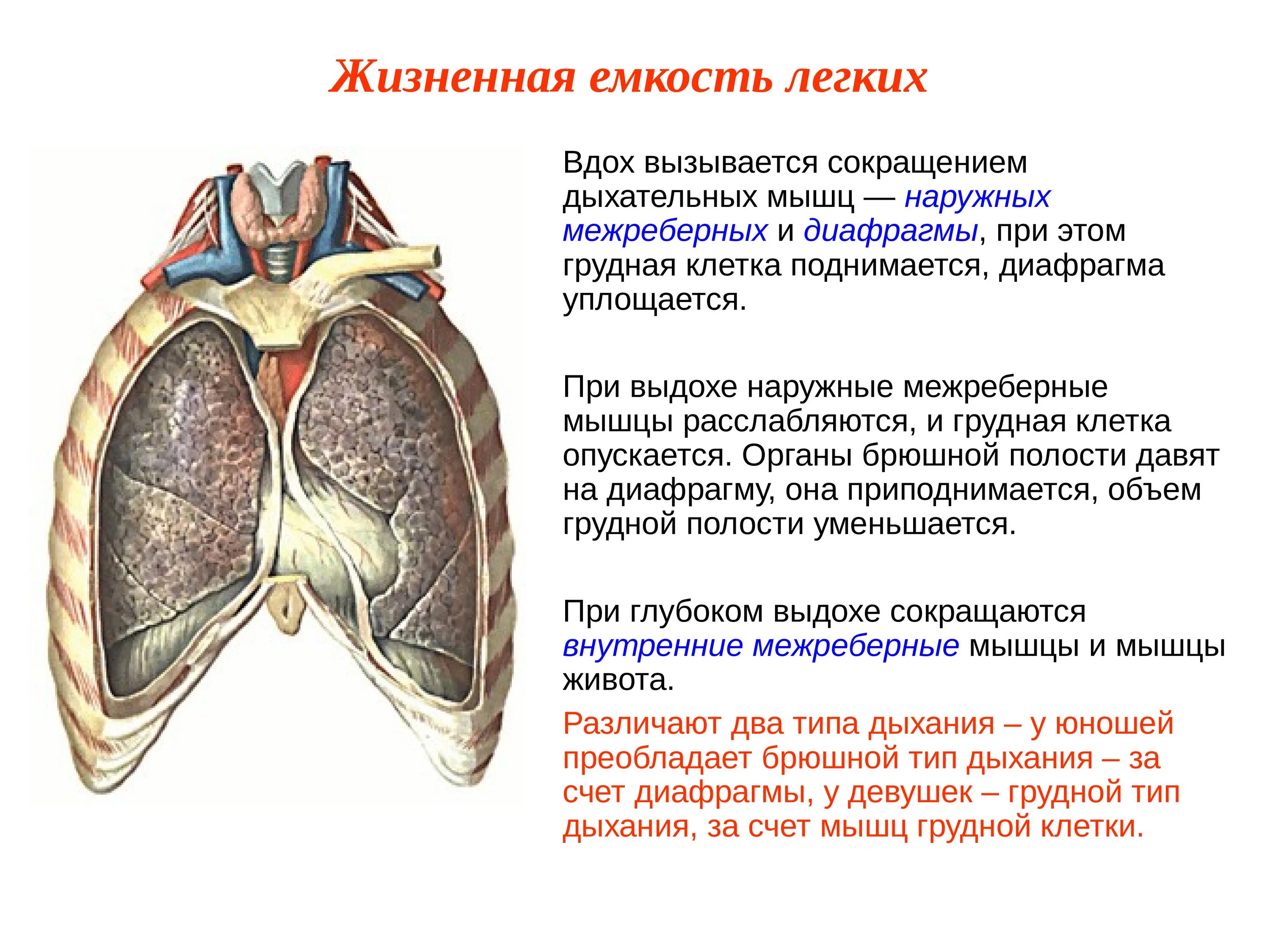 Механизм дыхания жизненная ёмкость лёгких. Дыхательная функция грудной клетки. Легочная мышца. Мышцы легких. Почему уменьшается легкое