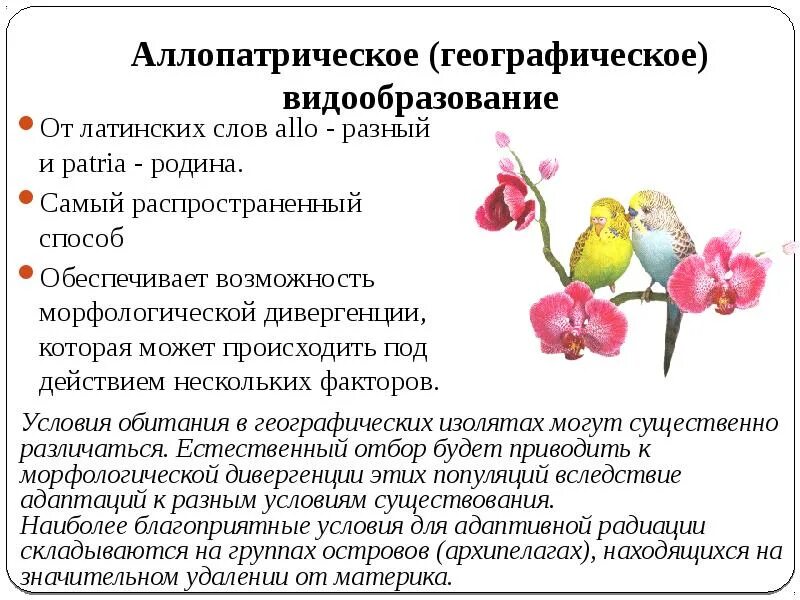 Этапы географической изоляции. Аллопатрический способ видообразования. Основные формы видообразования (симпатрическое, аллопатрическое).. Этапы экологического видообразования биология 9 класс. Примеры аллопатрического видообразования схема.