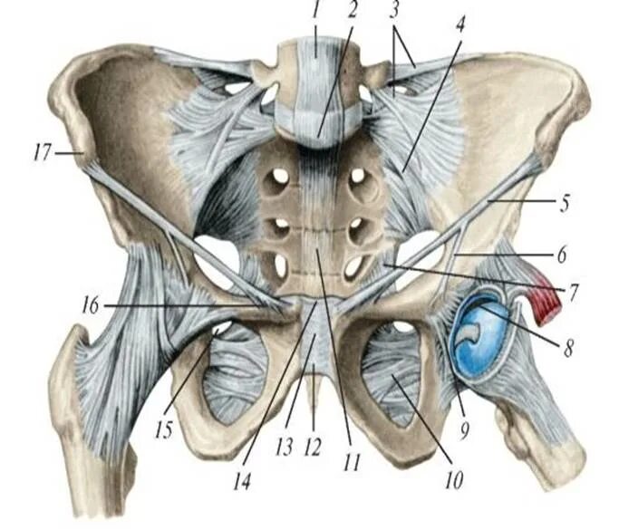 Крестцово копчиковый симфиз. Крестцово-остистая связка анатомия. Крестцово Бугорная связка анатомия. Связки articulatio sacroiliaca. Крестец подвздошная кость