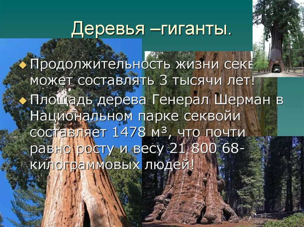 Секвойя дерево Продолжительность жизни. Срок жизни секвойи. Продолжительность жизни деревьев. Сведения о продолжительности жизни деревьев. Средний срок жизни дуба составляет около пятьсот