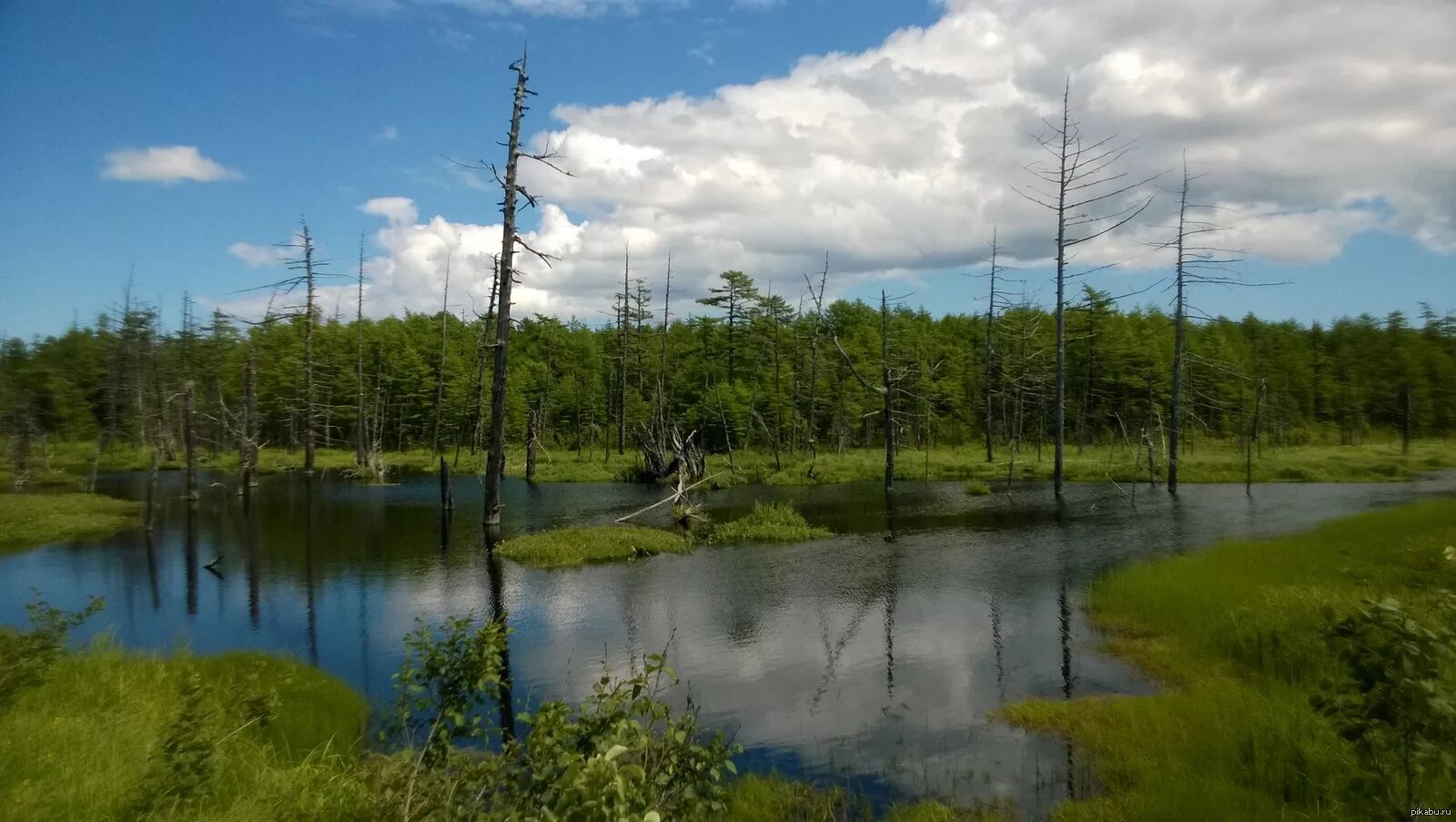 болото трясина тайга. заболоченная тайга западной сибири. тайга западно сибирской равнины. таежное болото. тайга карелия заболоченный летний лес.