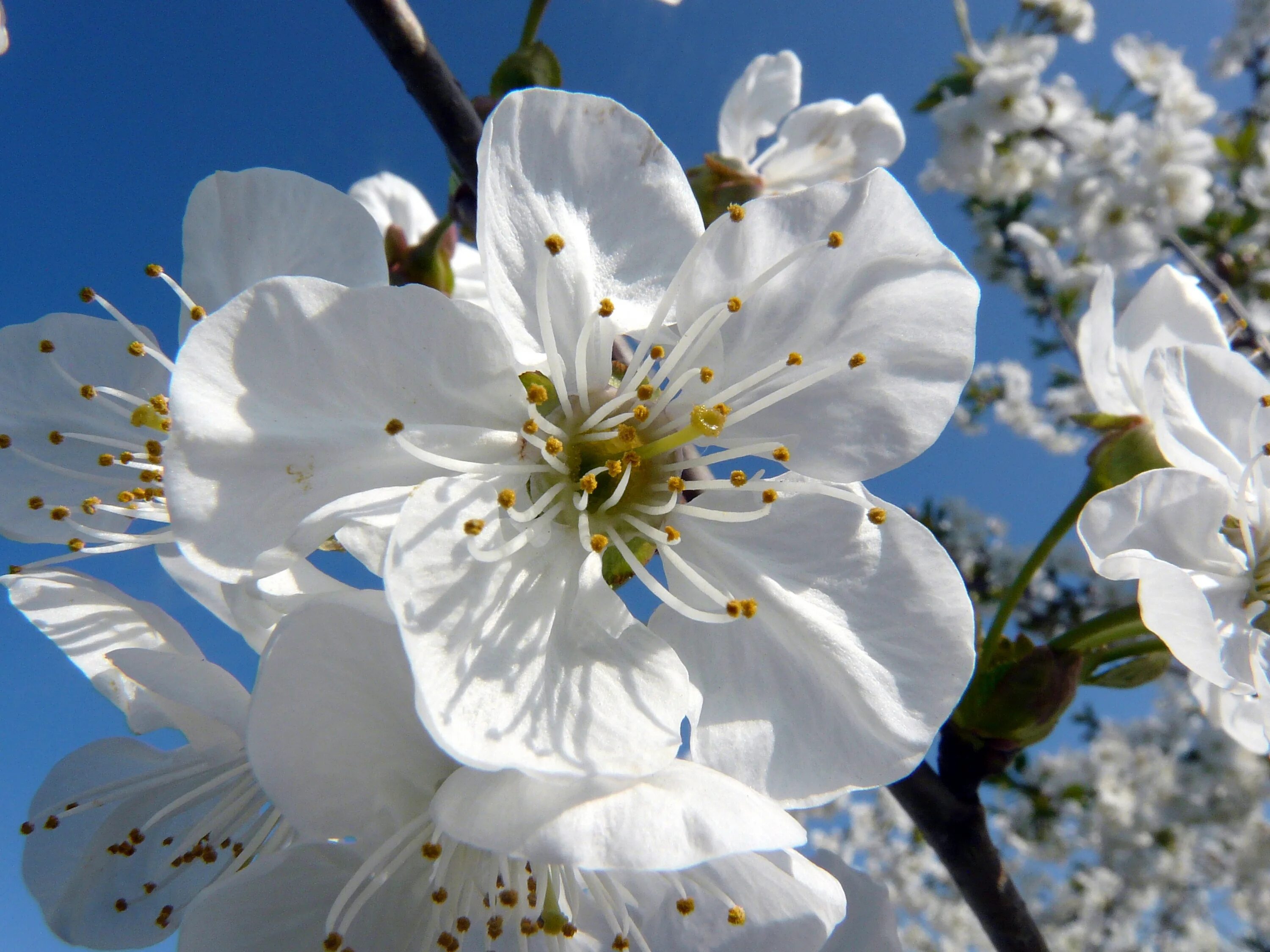 White blossoms. Белая вишня цветет. Белая черешня цветет. Сакура белая махровая. Черешня Сакура.