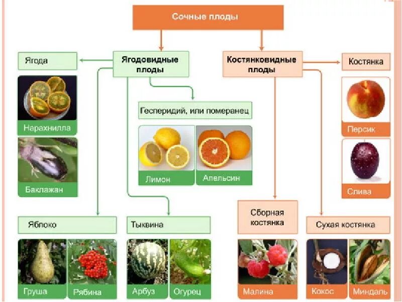 Ягоды семена овощей. Классификация плодов сухие и сочные. Сухие и сочные плоды биология 6 класс. Типы сочных плодов. Классификация плодов схема с примерами.