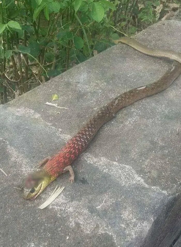 анаконда черная змея. анаконда и королевская кобра. египетский аспид змея. змея кобра королевская. змеи королевская кобра спаривание.