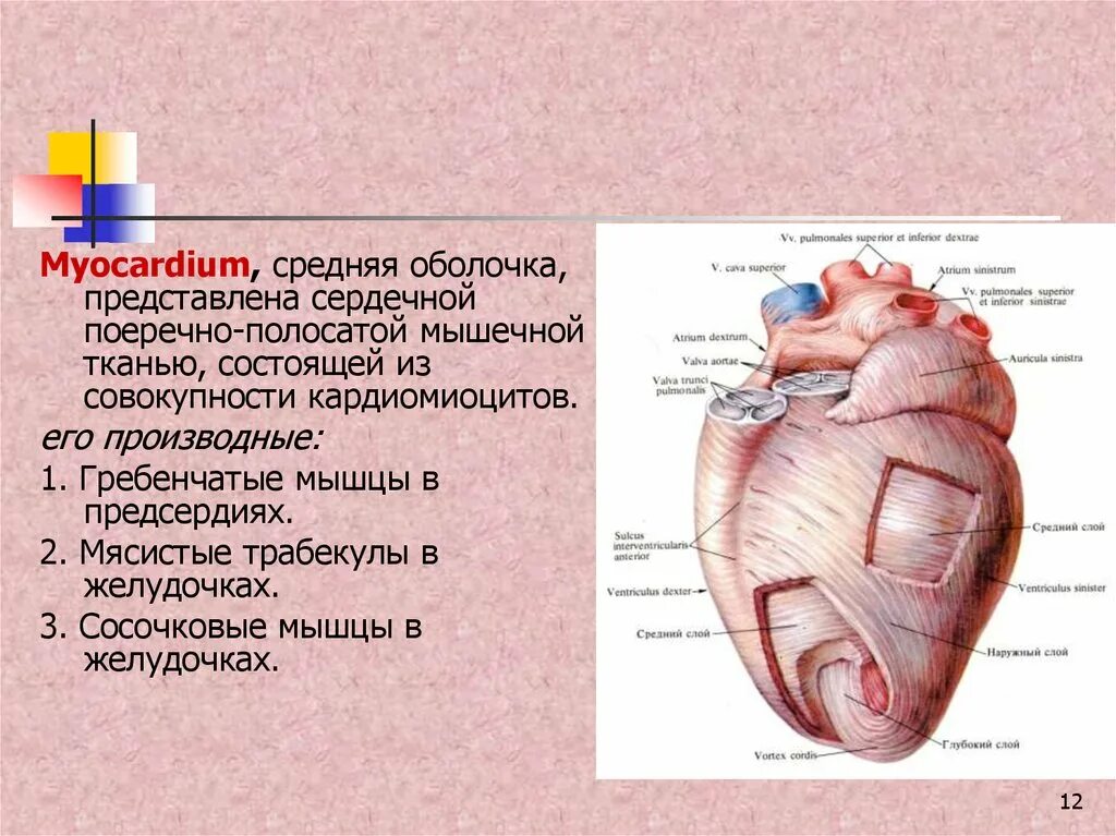 Миокард правого предсердия. Мясистые трабекулы сердца анатомия. Мышечные трабекулы сердца. Миокард желудочков состоит из. Сосочковые мышцы сердца.