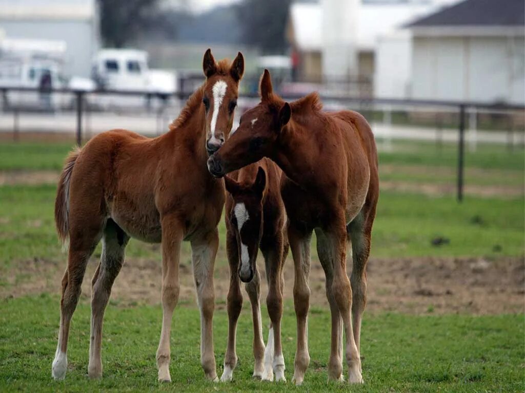 Horse family