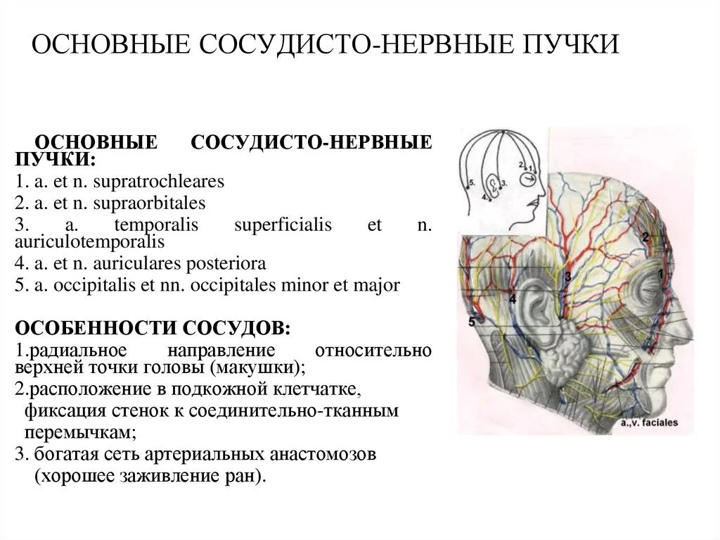 Что такое сосудистые пучки какую. Топография основного сосудисто-нервного пучка шеи. Основной нервно сосудистый пучок шеи. Латеральный сосудисто-нервный пучок шеи. Проекционная линия медиального сосудисто-нервного пучка шеи.