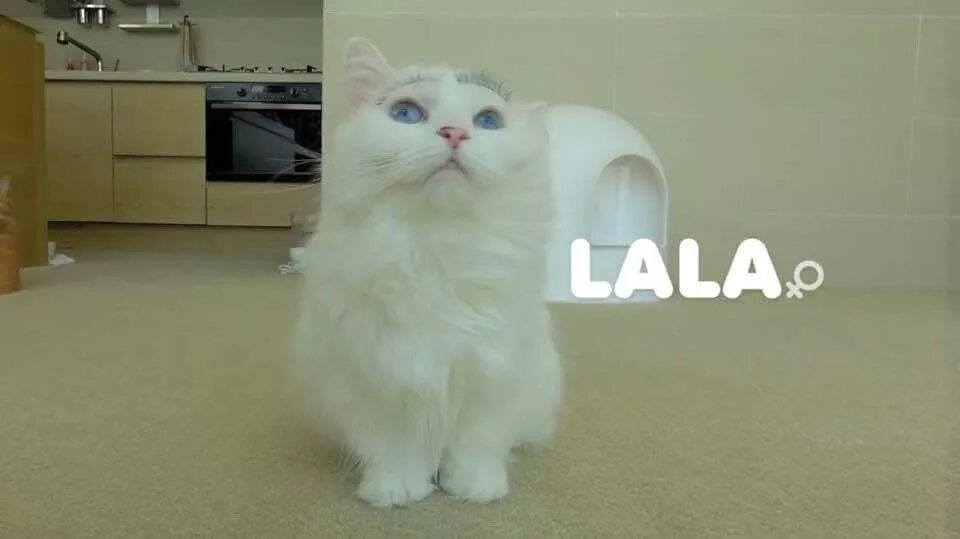 Кошка лалафан ,имя. Котик лалафанфан котик. Двойная хоба. Кошка лала юга. Cream heroes кошки.