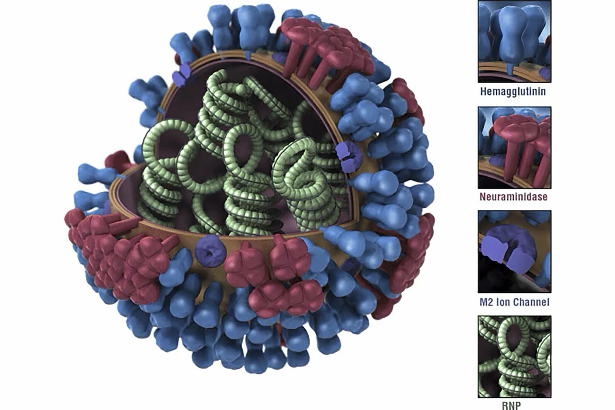 The is caused by a virus