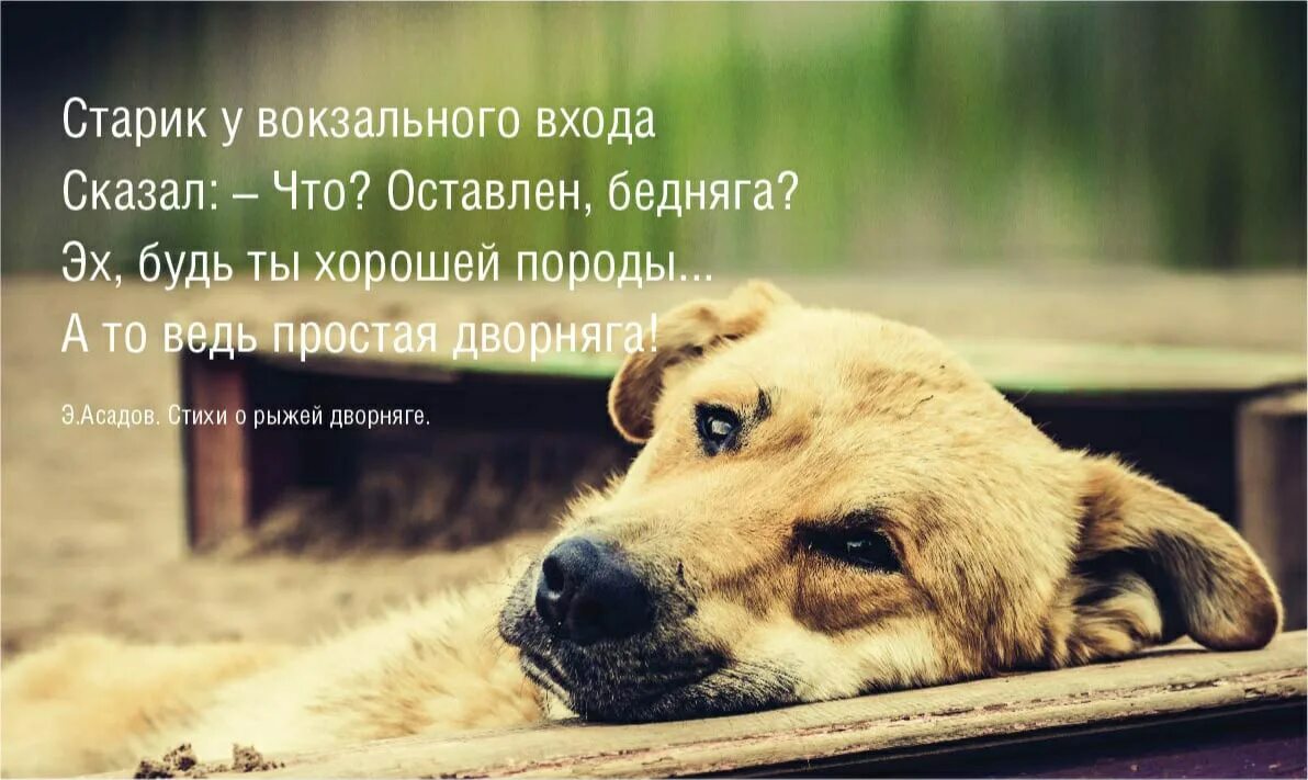 Сон собаки выражение