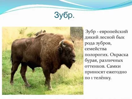 Зубр занесен в красную