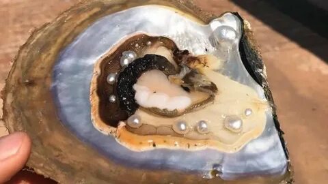 Pearl oysters