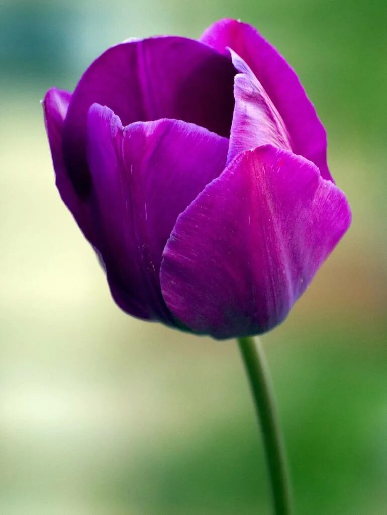 Что означают фиолетовые тюльпаны. Тюльпан Пурпл флаг. Тюльпан Пурпл равен. Тюльпан Purple Raven. Фиолетовый тюльпан Пурпл.