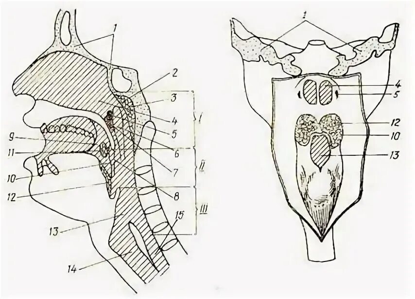 Топография хрящи гортани. Строение глотки вид сбоку. Полость глотки анатомия строение. Задняя стенка ротоглотки анатомия. Глоток простой