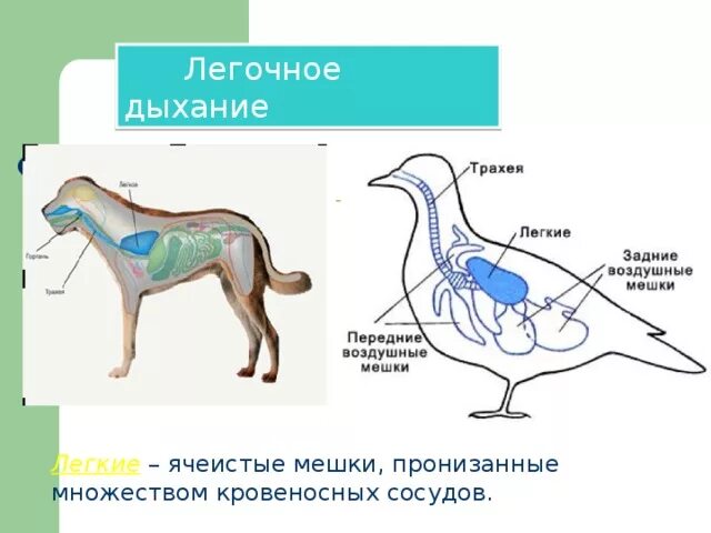 Ячеистые легкие особенности