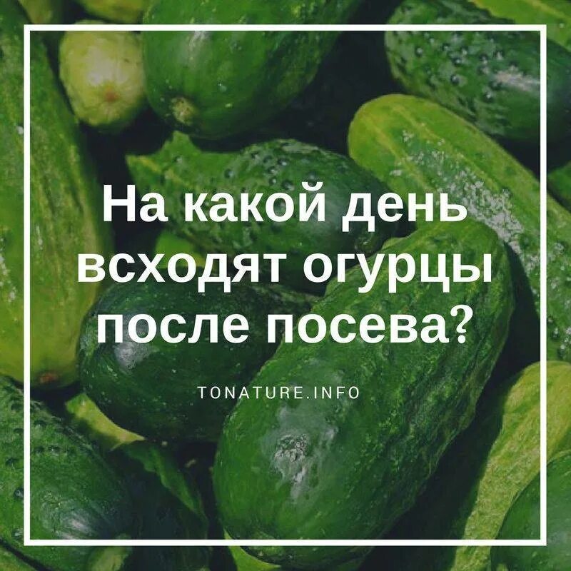 Через сколько после посева всходят огурцы. На какой день всходят огурцы.