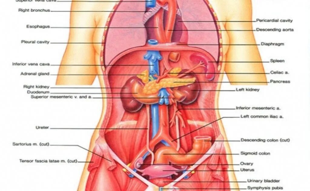 Анатомия человека внутренние органы брюшной полости. Внутренние органы женщины. Расположение органов человека схема женщина. Анатомия человека внутренние органы женщины. Фото анатомии человека женщин внутренних органов