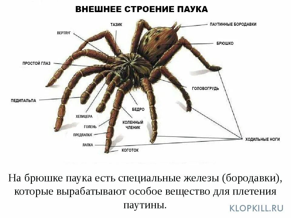 8 ног 8 глаз. Строение паука крестовика. Внешнее строение паука крестовика рисунок. Внешнее строение паукообразных. Внешнее и внутреннее строение паука.