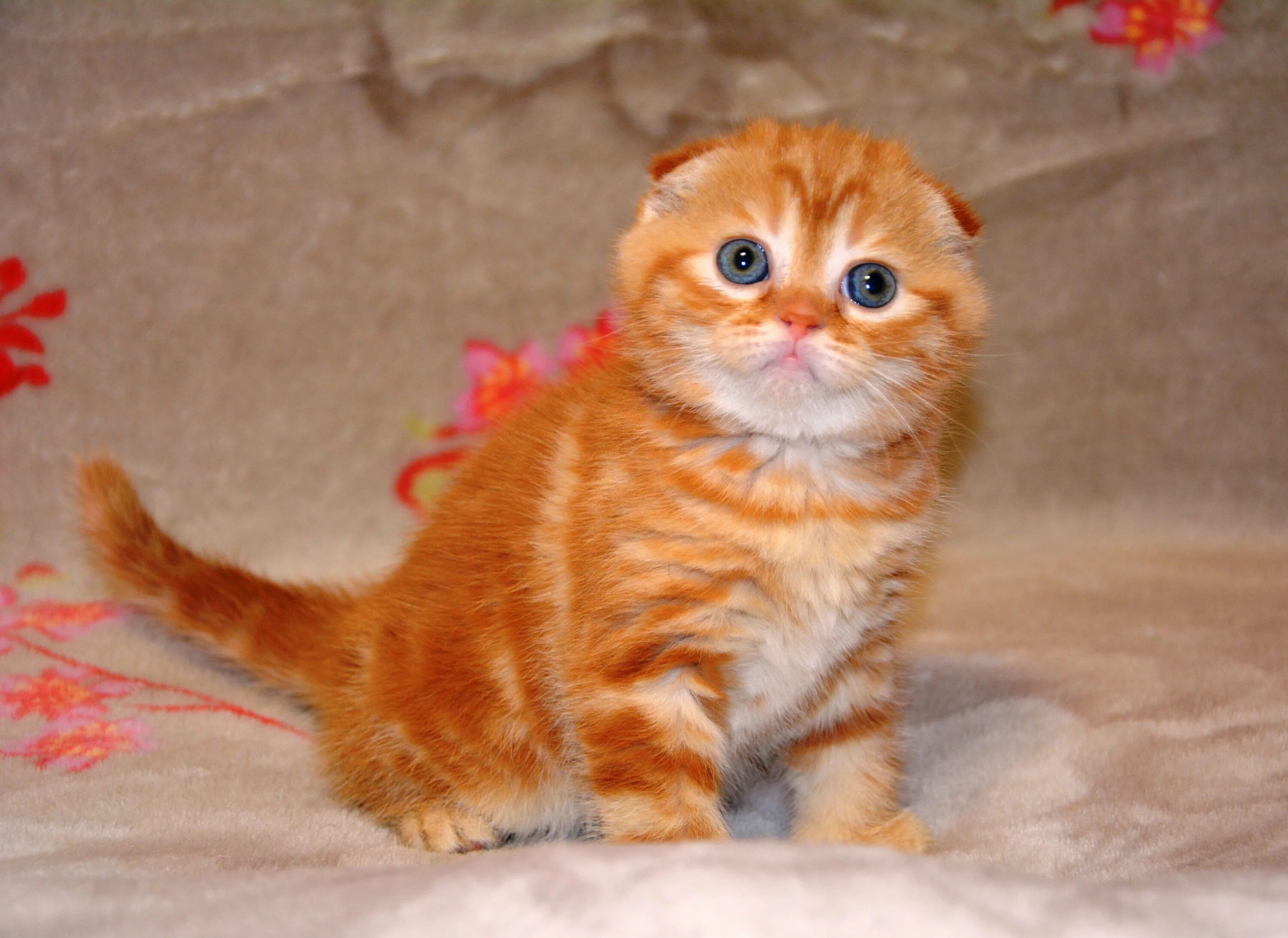 Сколько котят у рыжей кошки. Шотландская вислоухая кошка рыжая. Скоттиш-фолд Шотландская вислоухая рыжая. Шотландский скоттиш фолд рыжий. Скоттиш фолд рыжий котенок.